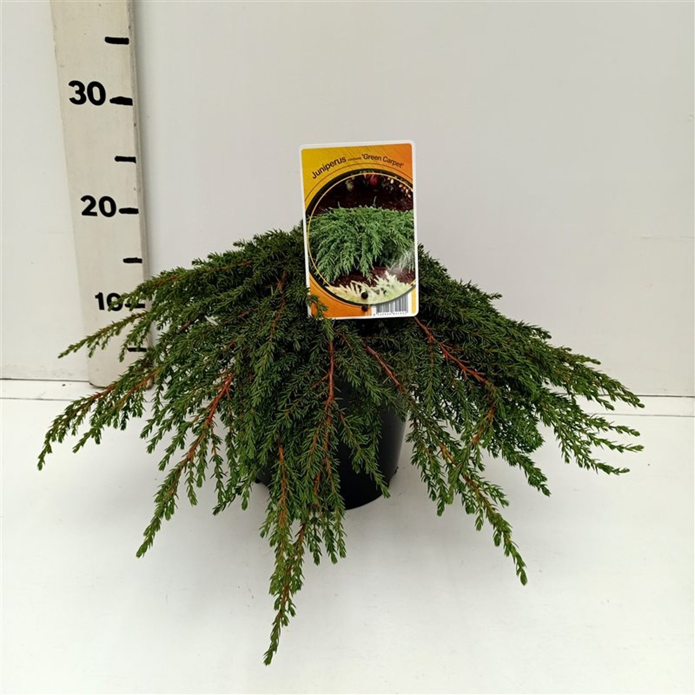 Juniperus comm. 'Green Carpet' - C3 30-40 CM